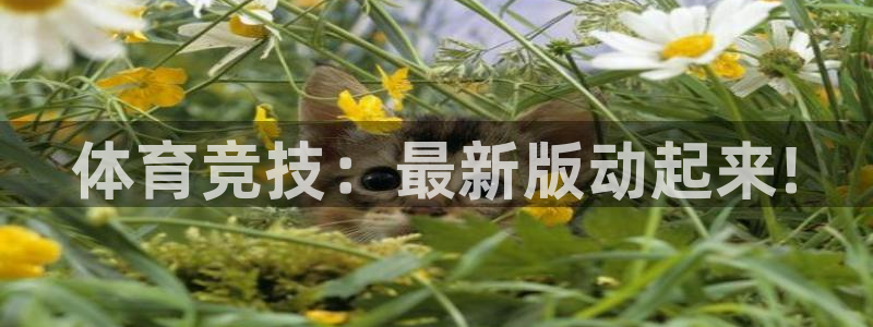 MK体育官网下载平台注册流程图：体育竞技：最新版动起